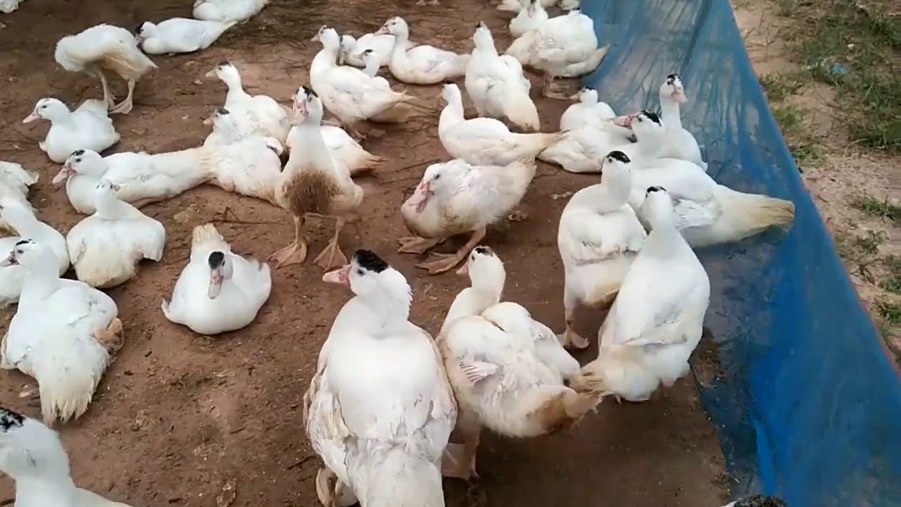 ลูกเป็ดบาบารี่