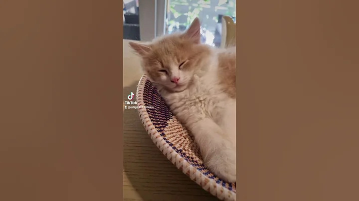 Video 5527401: siberian cattery