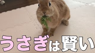 うさぎは犬や猫の様に賢いしずる賢い時もある 459 Youtube