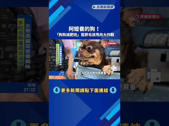 阿嬤養的狗! "狗狗減肥班"幫胖毛孩甩肉大作戰－民視新聞