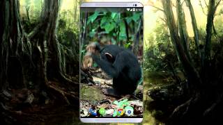 Smart Chimp Live Wallpaper screenshot 1