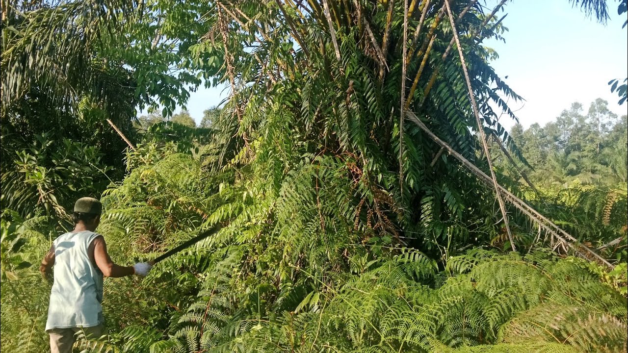 Melanjutkan Perawatan Kebun Terbengkalai 02