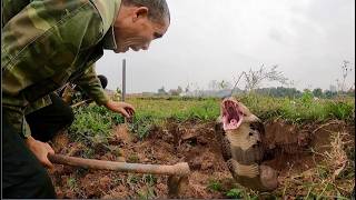 Download Lagu The legendary field of cobras... one square meter has 10 hidden snakes. MP3