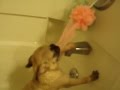 Pug in a Tub