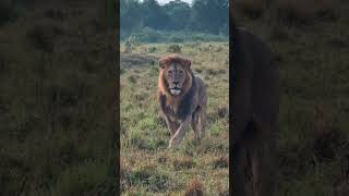 Limping Lion #Wildlife | #ShortsAfrica