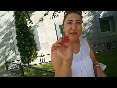 Video: Çin Elması Nedir