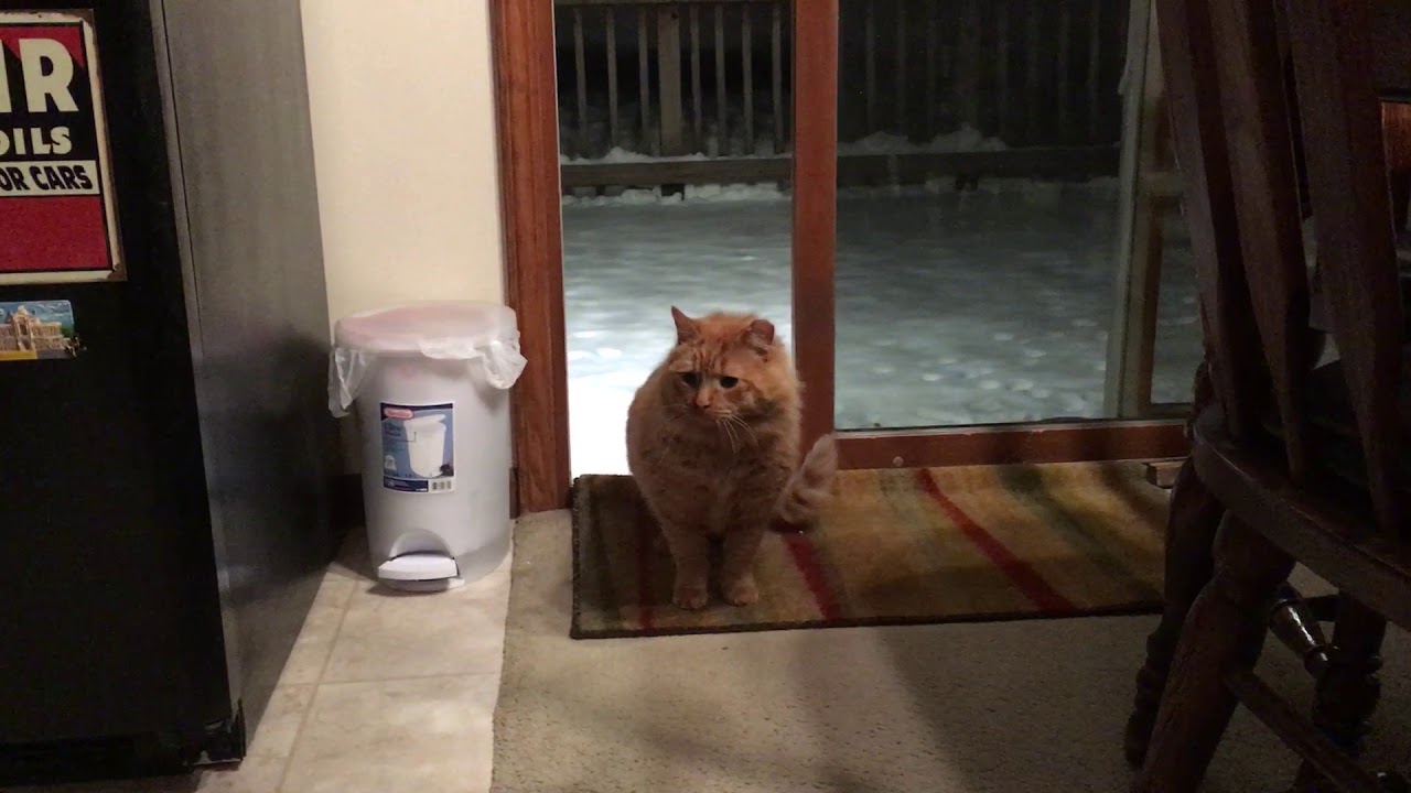 Feral / abandoned cat comes inside for the first time