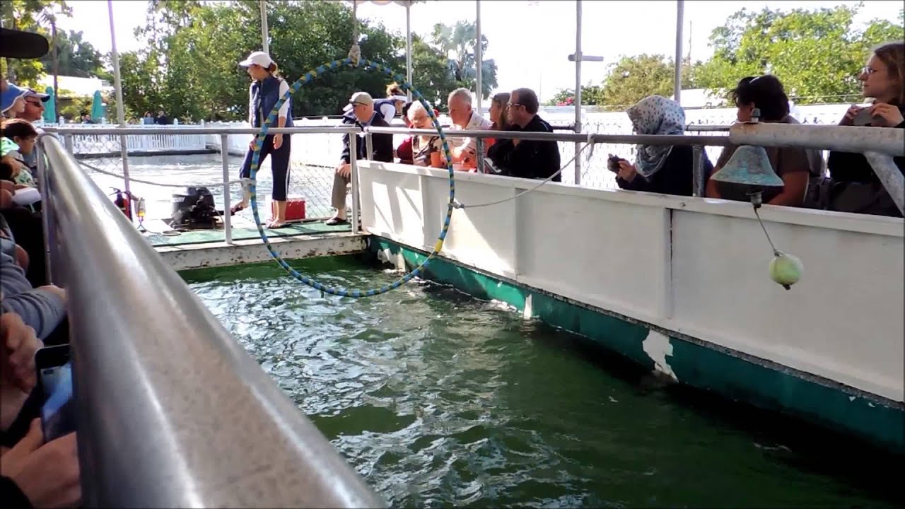 boat r islamorada dolphin bottomless boat ride at theater of the sea boat r islamorada dolphin bottomless boat ride at theater of the sea