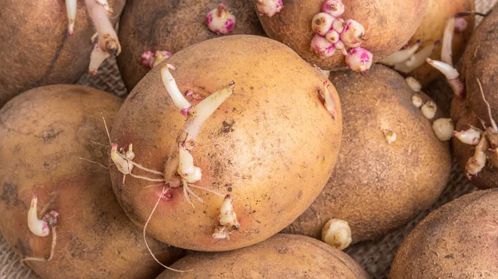 The Truth About Sprouted Potatoes - DayDayNews