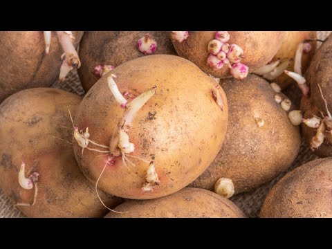 Video: Moet men kiemende aardappelen eten?