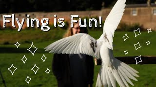 Cockatiels, Conures and Corliss, Oh My! || Free Flying Parrots by Soaring Wings Flock 2,408 views 3 years ago 4 minutes, 18 seconds