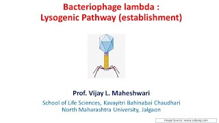 Lecture 25a :Bacteriophage lambda IIa