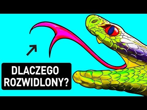 Wideo: Dlaczego Węże śnią