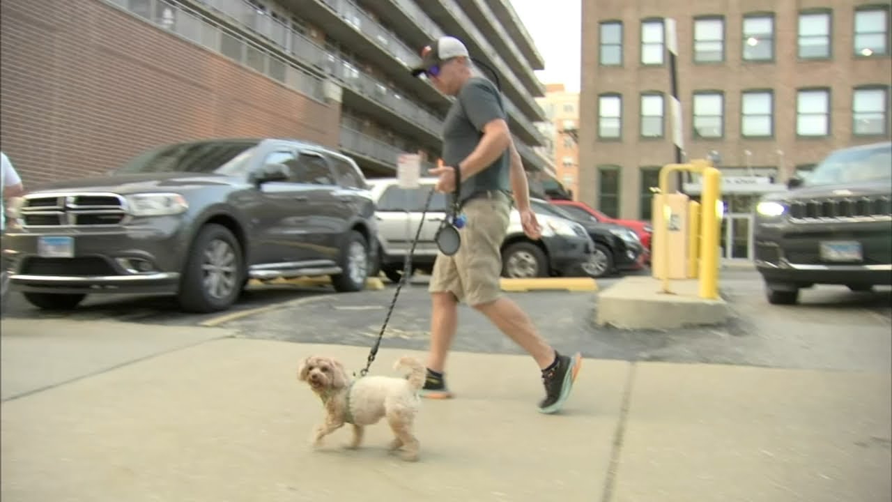 Dog walker foils attempted abduction in Chicago YouTube