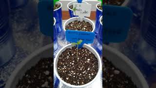 seedling update. corona virus mutation