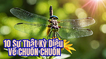 10 Sự Thật Bất Ngờ Về Chuồn Chuồn: Thế Giới Bí Ẩn Ít Ai Biết!