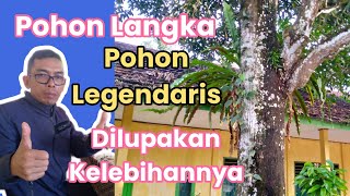 Pohon Legendaris//Mangga Usia Tua//Tahan Penyakit Pohon