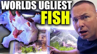 I BOUGHT THE WORLD'S UGLIEST FISH!!!