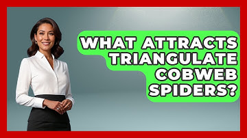 What Attracts Triangulate Cobweb Spiders? - Insects and Invaders