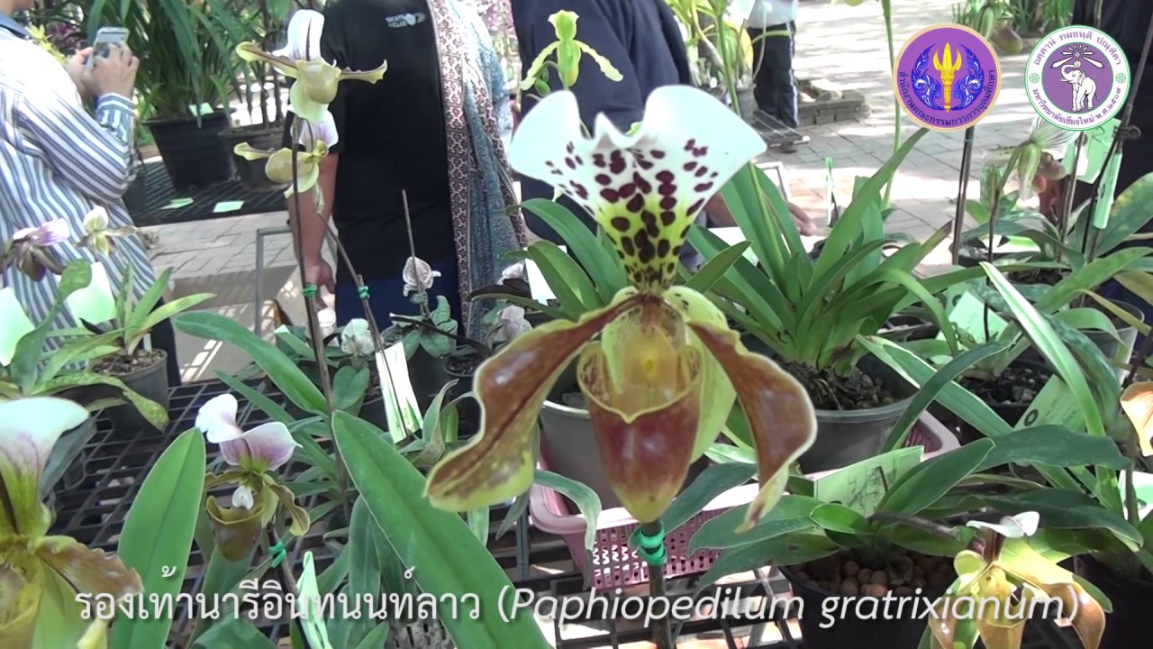 Subject 6-8  Paphiopedilum