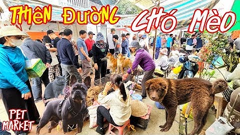 Chợ phiên mới nhất có Bull Pháp, Bắc Hà, Becgie, phốc hươu, poodle...