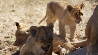 Lion Cubs Debut at Dubbo Zoo