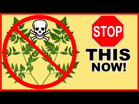 Video: Poison Hemlock Control - Poison Cəfəri Məlumat və İdarəetmə