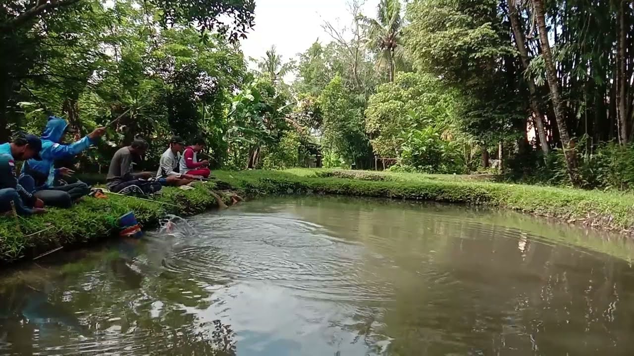 Pesta straik ikan NILA dan BAWAL part 1