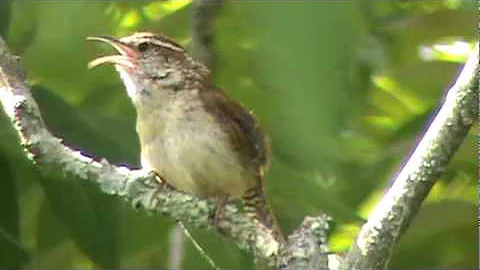 Carolina Wren singing its song and fluffing