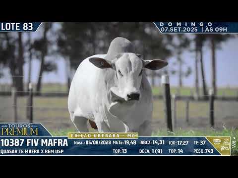 LOTE 83