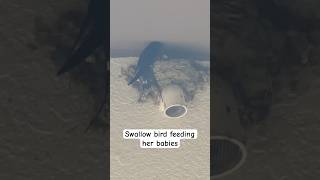 Swallow bird feeding her babies