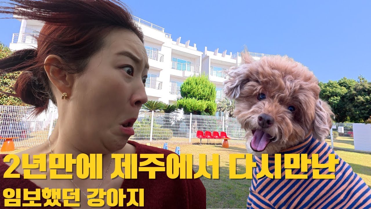 2년만에 다시만난 임보했던 강아지 - 신혼여행대신 제주한달살이 브이로그 (2)