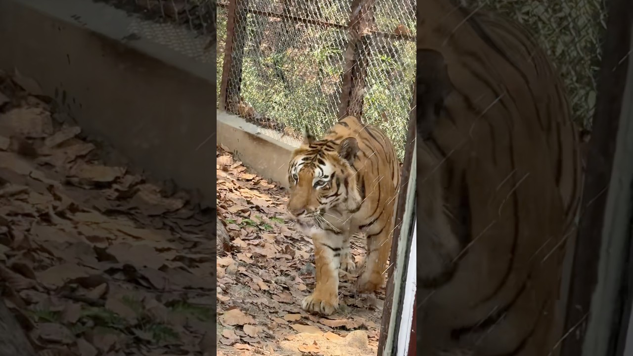 Dehradun Zoo (Malsi Deer Park) 