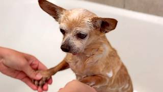 Taking home unwanted old dog