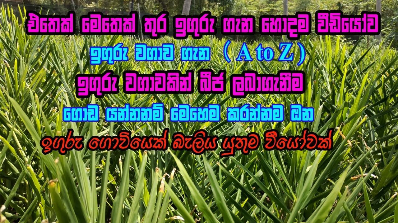 ඉඟුරු වගාවක් මෙහෙම කරොත් ගොඩම තමයි | Ginger Planting | iguru wagawa | Beeja iguri wagawa