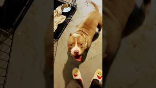 Not cute anymore #americanbully #adoreble #dogshorts #cuteanimal #cutedog #dogsworld #petlovers