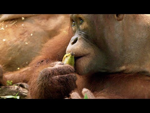 An Overweight Orangutan Loses His Banana Privileges