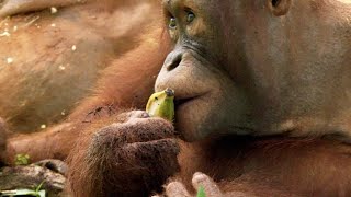 An Overweight Orangutan Loses His Banana Privileges