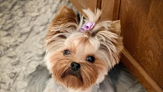 Master The Art Of Yorkie Grooming In 5 Simple Steps Terrier