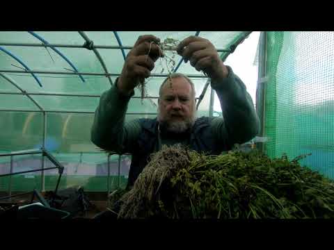 Dividing The Earth Chestnuts 12th May 2021 