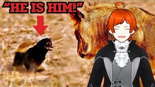 Honey Badgers are OP! | Casual Geographic React