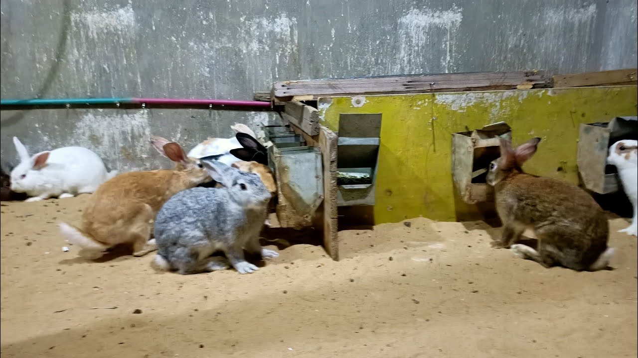 خلطه طبيعيه لعلاج الجرب موجوده في كل بيت في تربيه الارانب ارضي