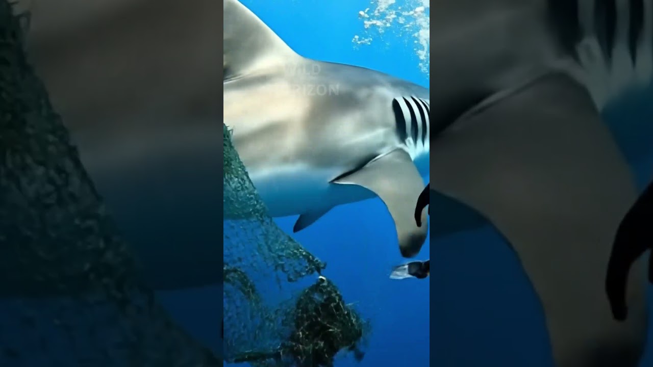 The REAL HEROES of Sea Rescue EXPOSED! 