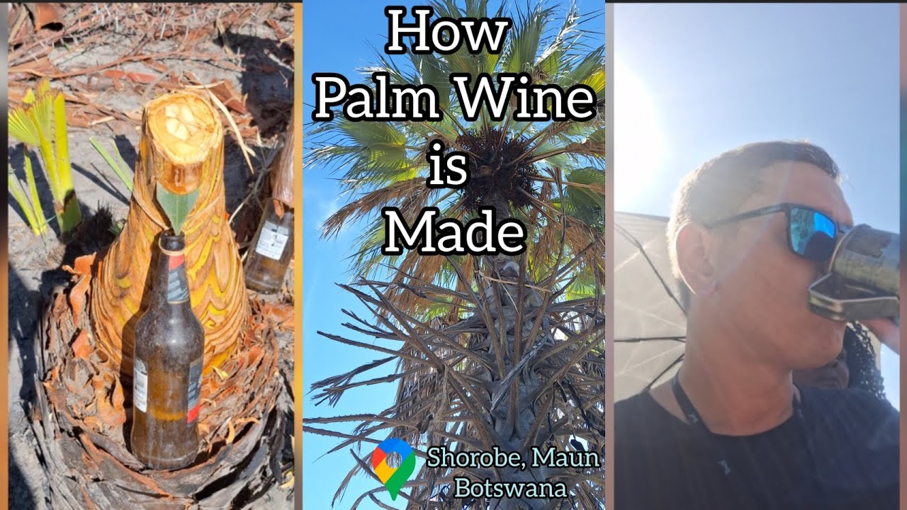 How Palm Wine Is Made