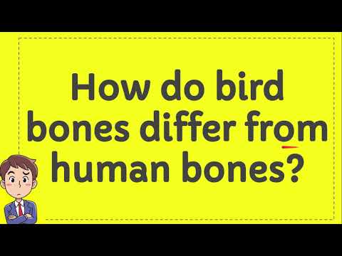 How do bird bones differ from human bones?
