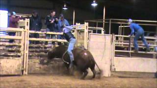 KA Brindle 4102013