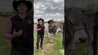 💭 Roco 333/8 💭 #facebook #cow #top #youtube #instagram #instagram #razascebuinas #viralvideo