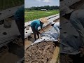 Smart technique for planting chili in plastic mulch easily - agricultural farming #shorts