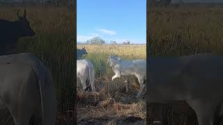 Sempre procurando produzir o melhor #gado #fazenda #pecuarista #agro #nelore #vaca #bezerra #roça