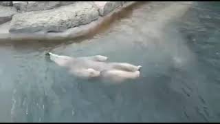 Белый медведь плавает на спине!!!